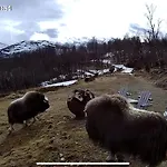 Koselig Med Uthus Pa Vakre Dovrefjell Tatil Evi Dovre