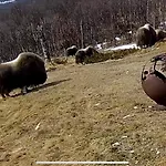 Koselig Med Uthus Pa Vakre Dovrefjell 別荘 *