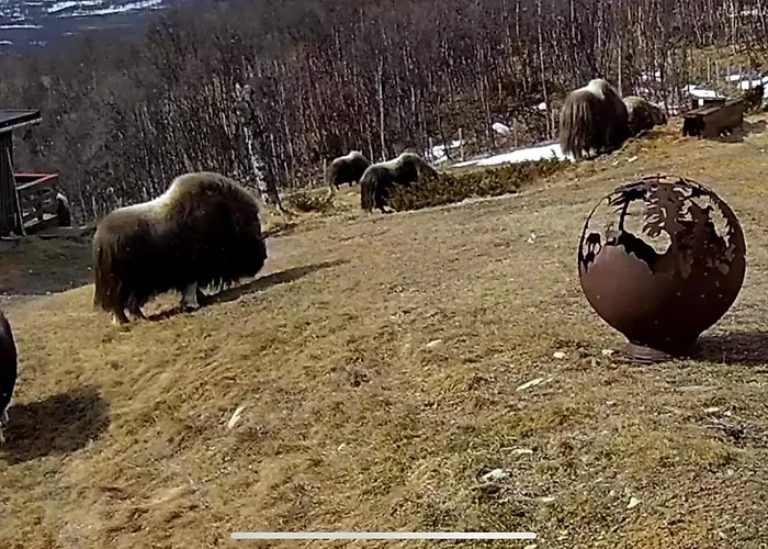 Koselig Med Uthus Pa Vakre Dovrefjell Ferienhaus *