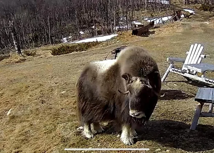 Tatil Evi Koselig Med Uthus Pa Vakre Dovrefjell *