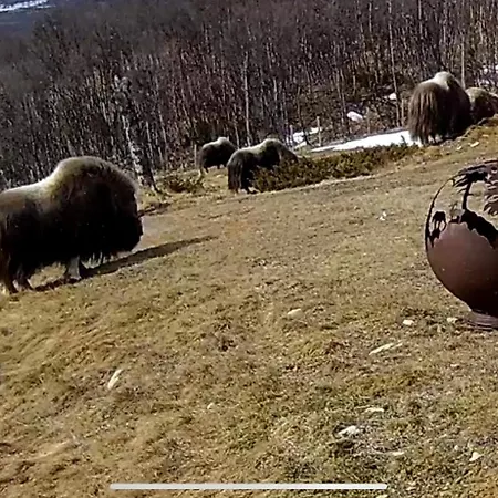 Koselig Med Uthus Pa Vakre Dovrefjell Сasa de vacaciones *